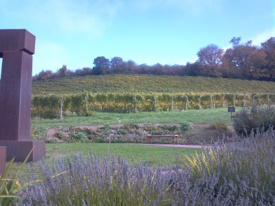 rex hill winery grounds